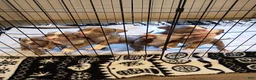American Bully dogs for sale: American Bully 3 - Ad 8