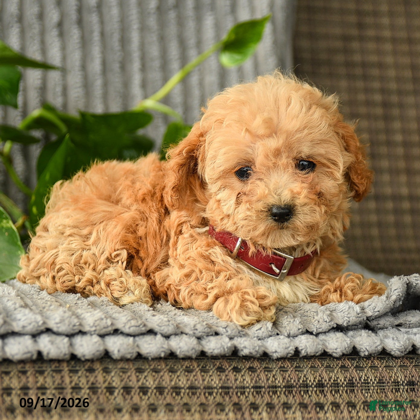 Bichpoo dogs Carol  - Ad 2