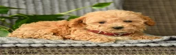 Bichpoo dogs for sale: Carol  - Ad 2