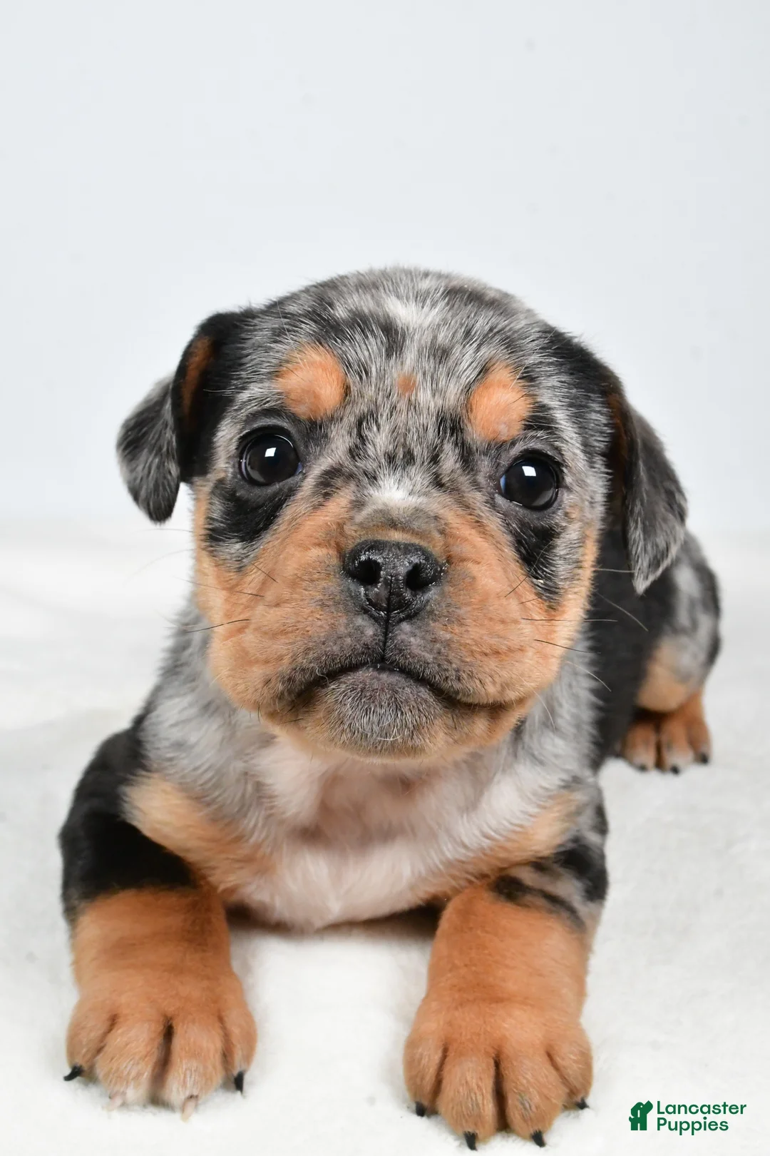 Beabull dogs for sale: Lyndsey - Ad 6