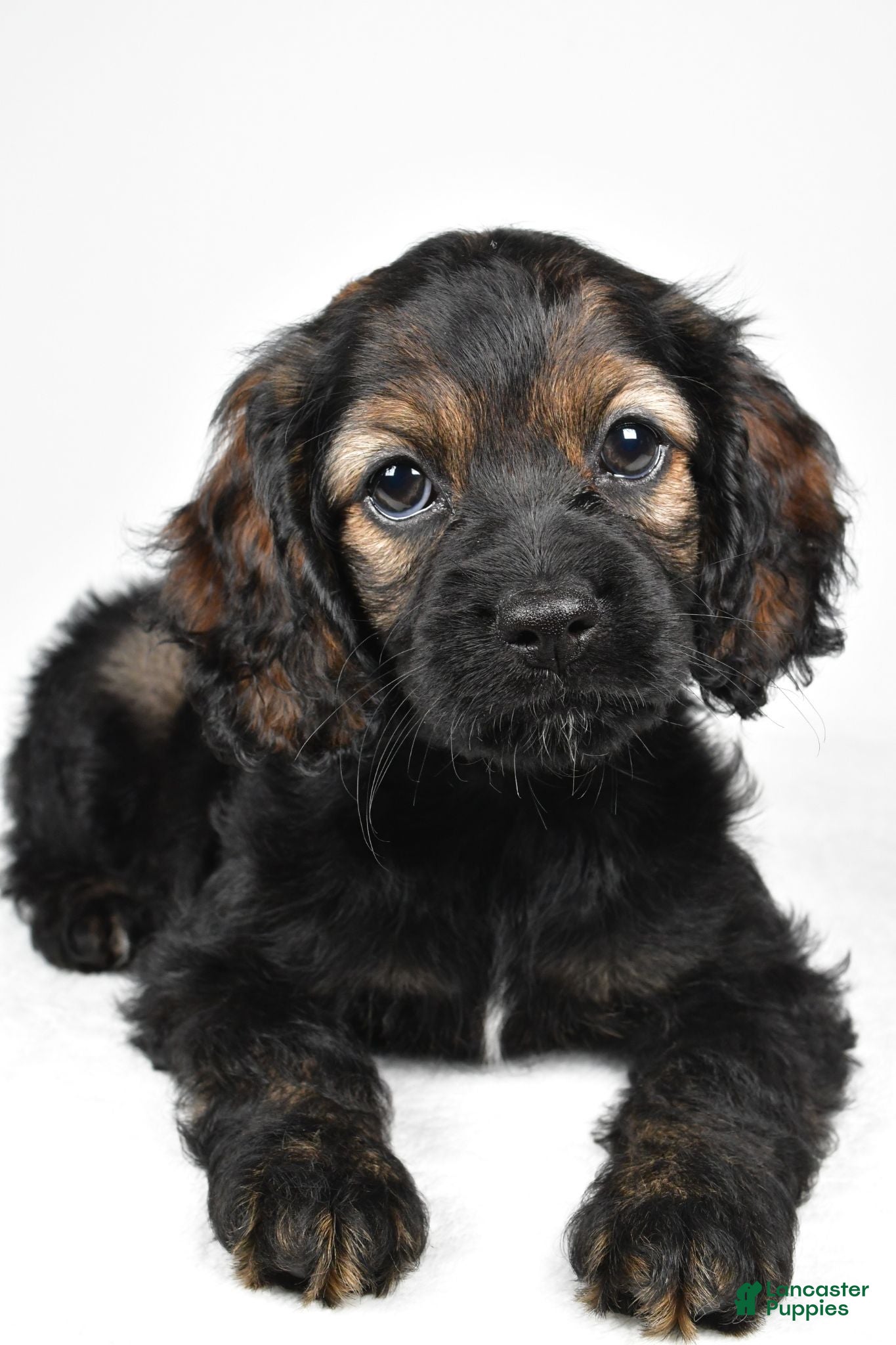 Cockapoo dogs Hudson - Ad 2