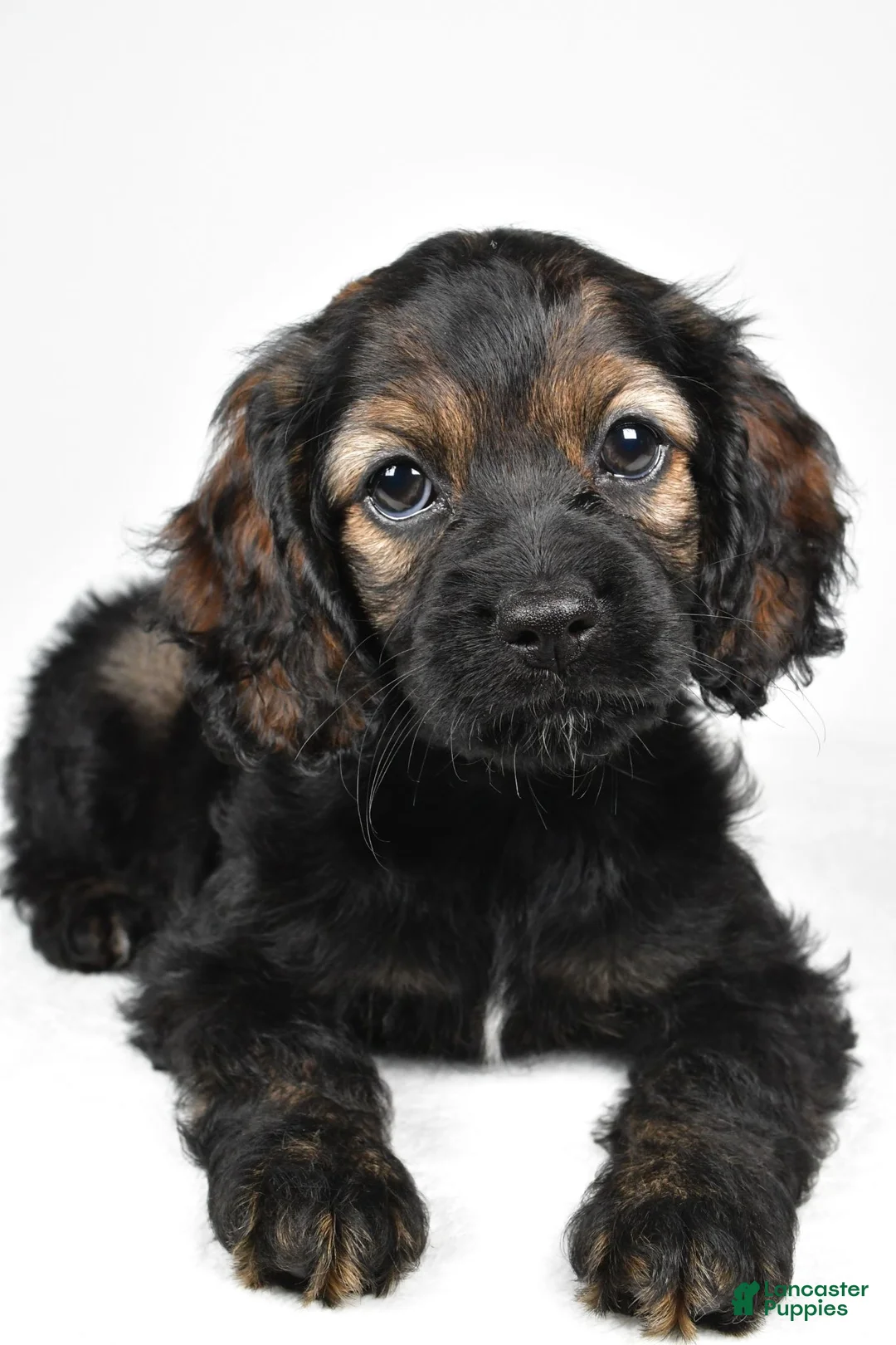 Cockapoo dogs for sale: Hudson - Ad 2