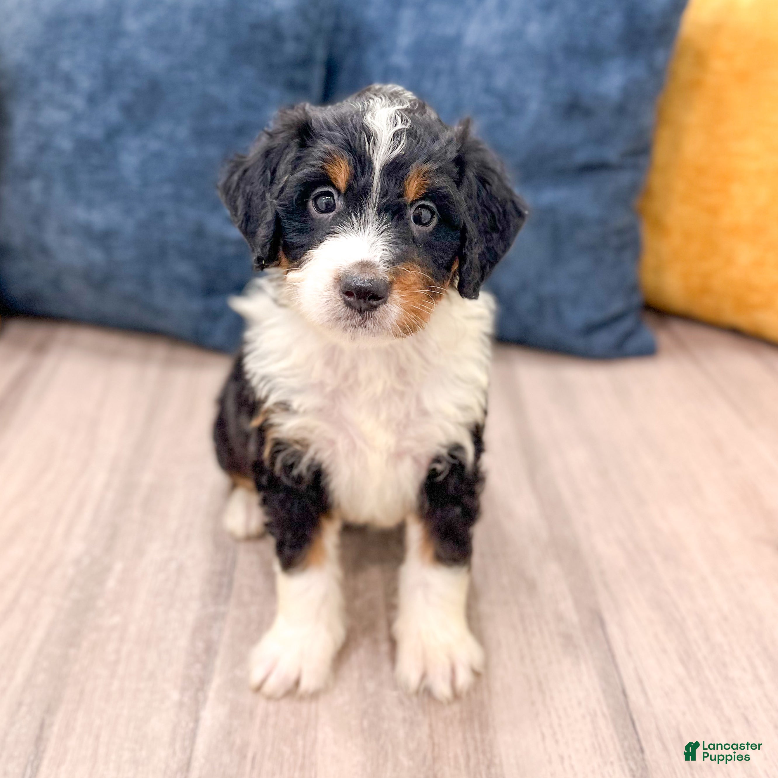 Mini Bernedoodle dogs for sale: Rosie - Ad 8