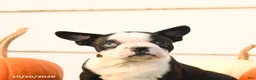 Boston Terrier dogs for sale: Angel - Ad 5