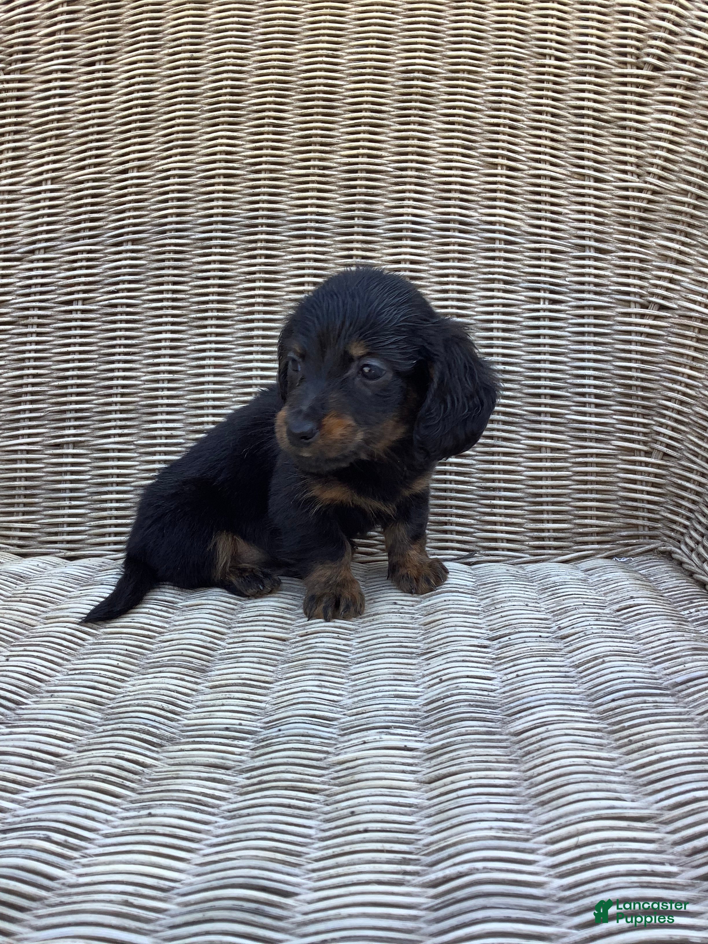 Dachshund dogs Rocky - Ad 2
