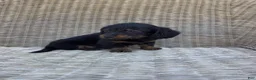 Dachshund dogs for sale: Rocky - Ad 2