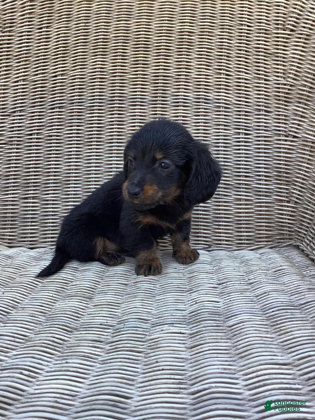 Dachshund dogs for sale: Rocky - Ad 2