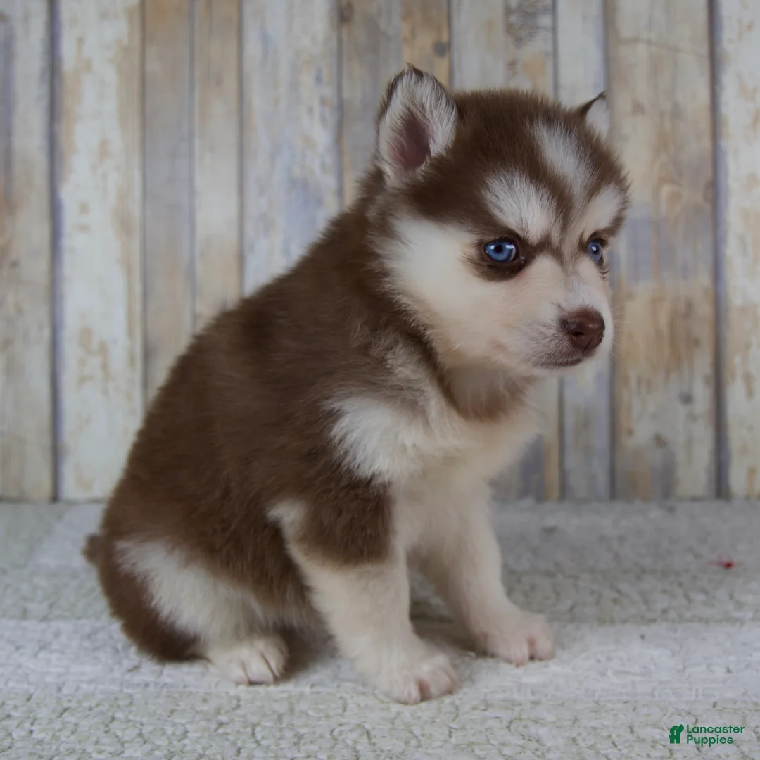 Pomsky dogs for sale: Callie - Ad 2