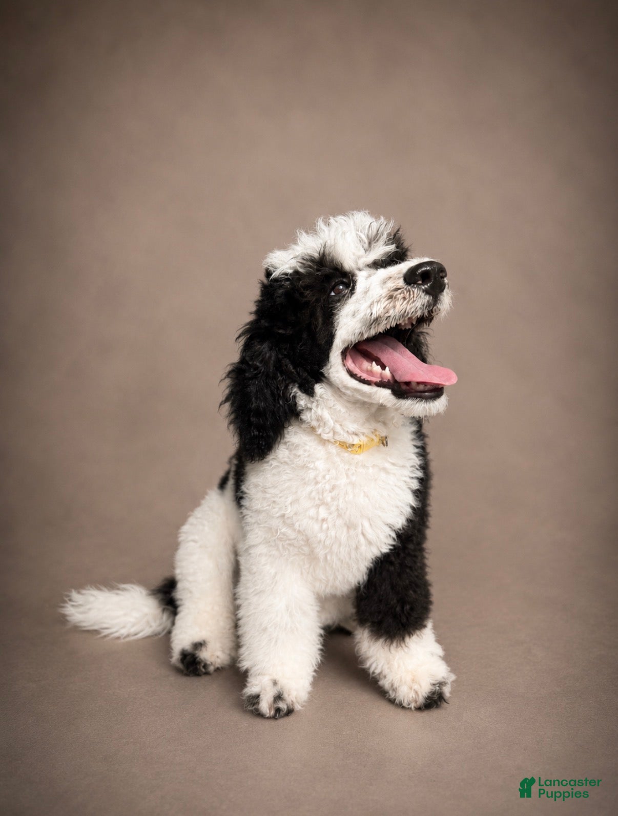 Miniature Poodle dogs Bodhi - Ad 1