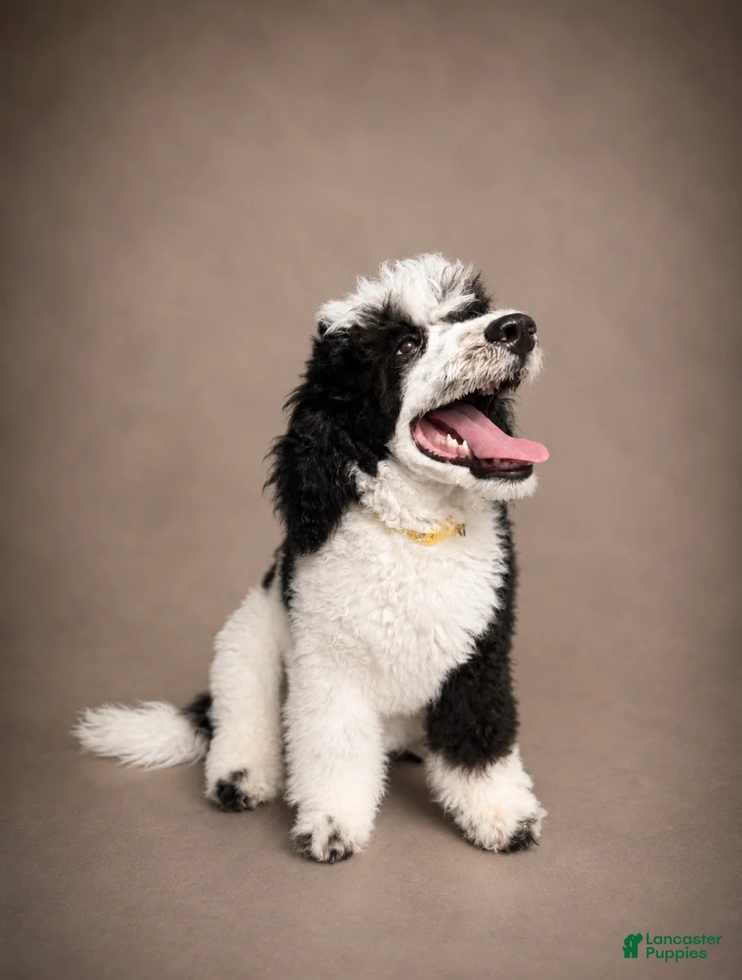 Miniature Poodle dogs for sale: Bodhi - Ad 1