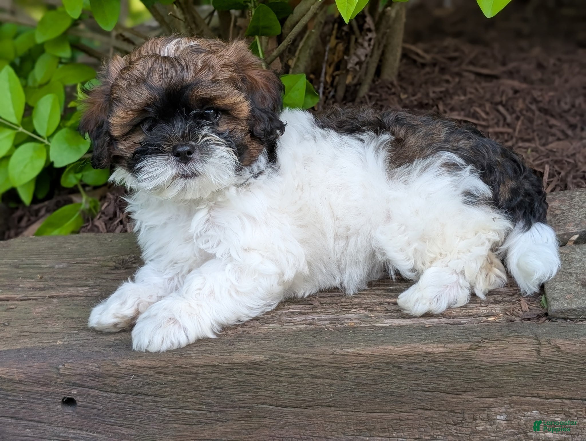 Shihpoo dogs Daisy - Ad 2