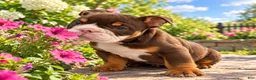 English Bulldog dogs for sale: Rolly polly - Ad 1