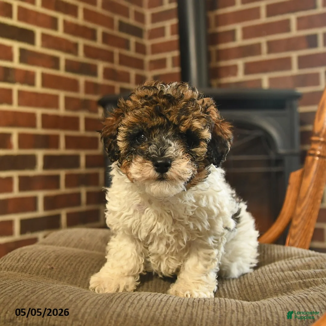 Toy Poodle dogs for sale: Jazz - Ad 1