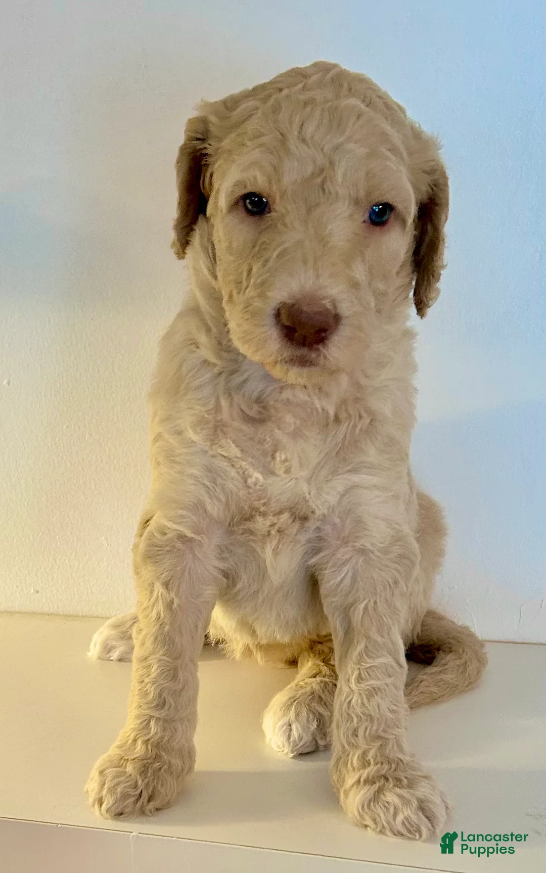 Goldendoodle dogs for sale: Ember - Ad 1