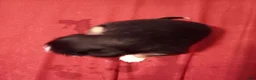 Mixed Breed dogs for sale: Mixed Breed 4 - Ad 2