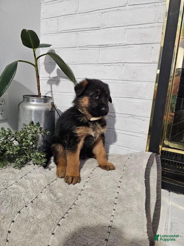 German Shepherd dogs River - Ad 1