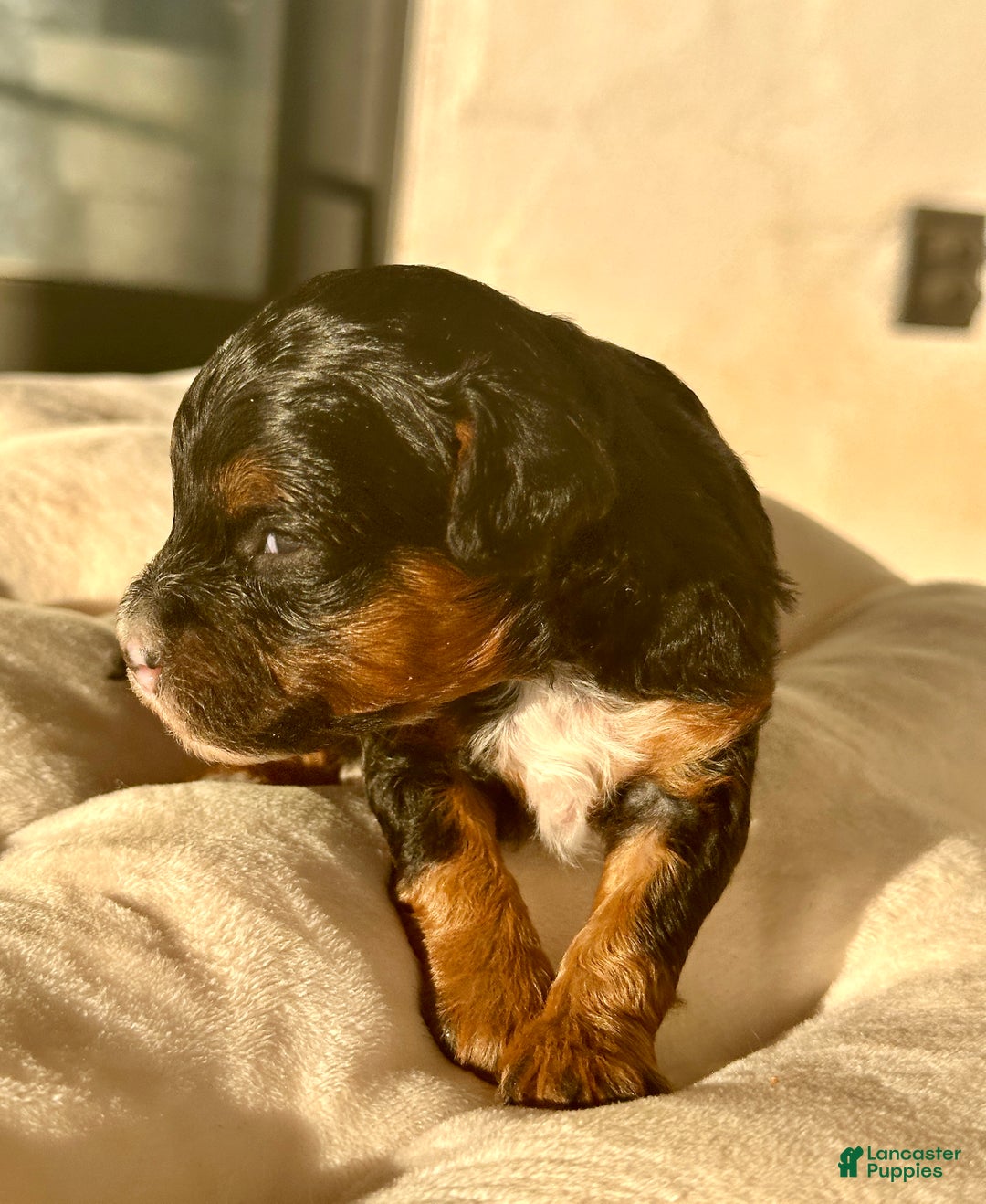 Miniature Poodle dogs for sale: Miniature Poodle Puppy 1 - Ad 4