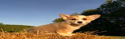 Welsh Corgi Pembroke dogs for sale: Mable - Ad 5
