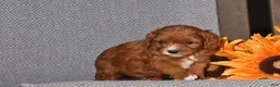 Cavapoo dogs for sale: Anna - Ad 4