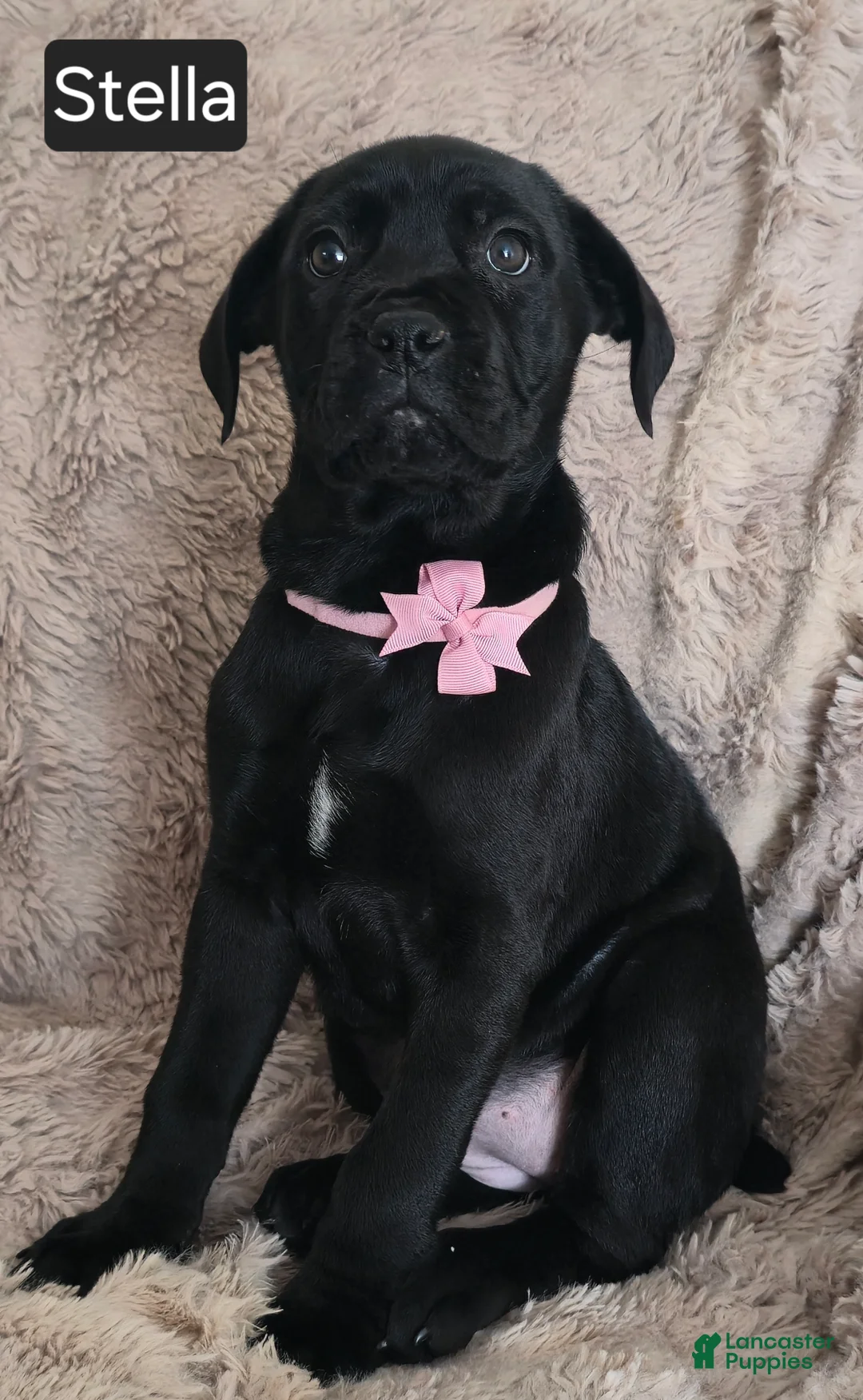 Cane Corso dogs for sale: Stella - Ad 6