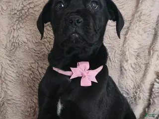 Cane Corso dogs Stella - Ad 6