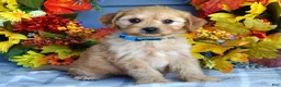 Cavapoo dogs for sale: Hudson - Ad 3