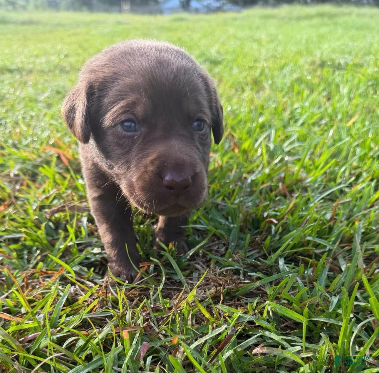 Labrador Retriever dogs Serena  - Ad 10