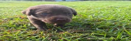 Labrador Retriever dogs for sale: Serena  - Ad 1