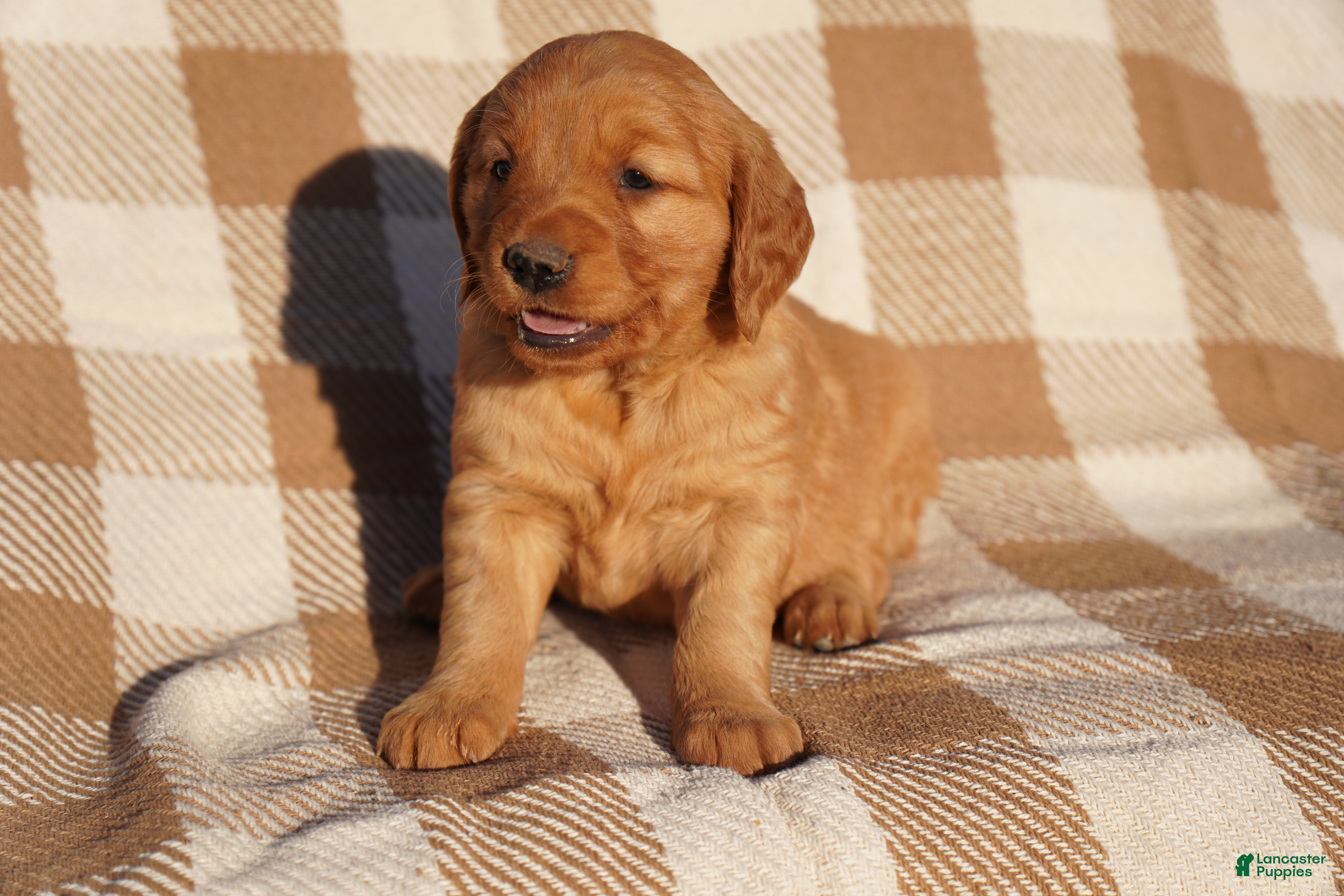 Golden Retriever dogs Iris - AKC, Genetically Clear - Ad 9