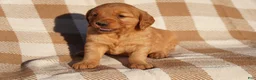Golden Retriever dogs for sale: Bo - AKC, Genetically Clear - Ad 61