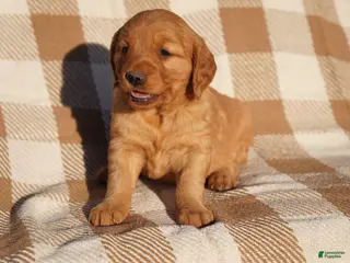 Golden Retriever dogs Iris - AKC, Genetically Clear - Ad 10