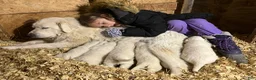 Great Pyrenees dogs for sale: Great Pyrenees 1 - Ad 7