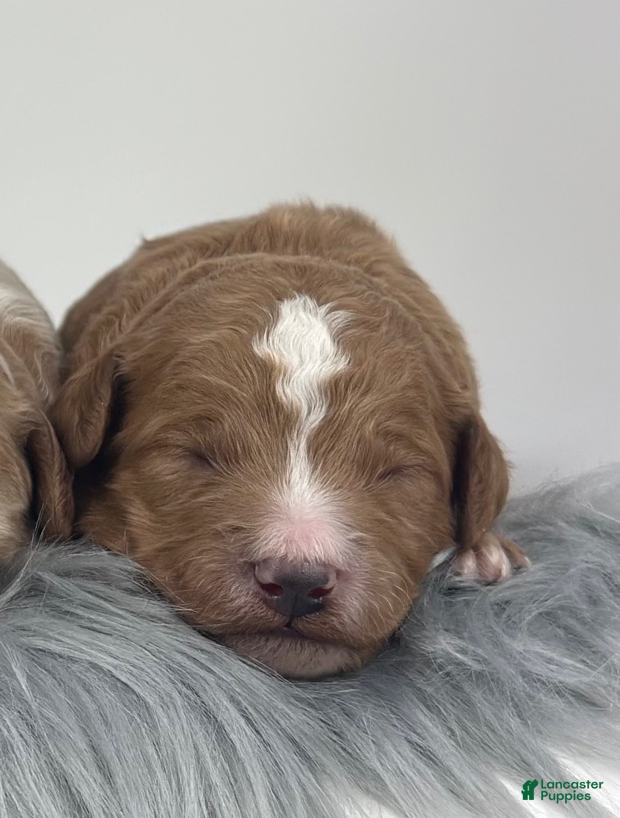 Goldendoodle dogs F1b Mini Boy 4 - Ad 26