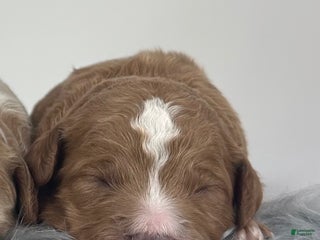 Goldendoodle dogs F1b Mini Boy 4 - Ad 38