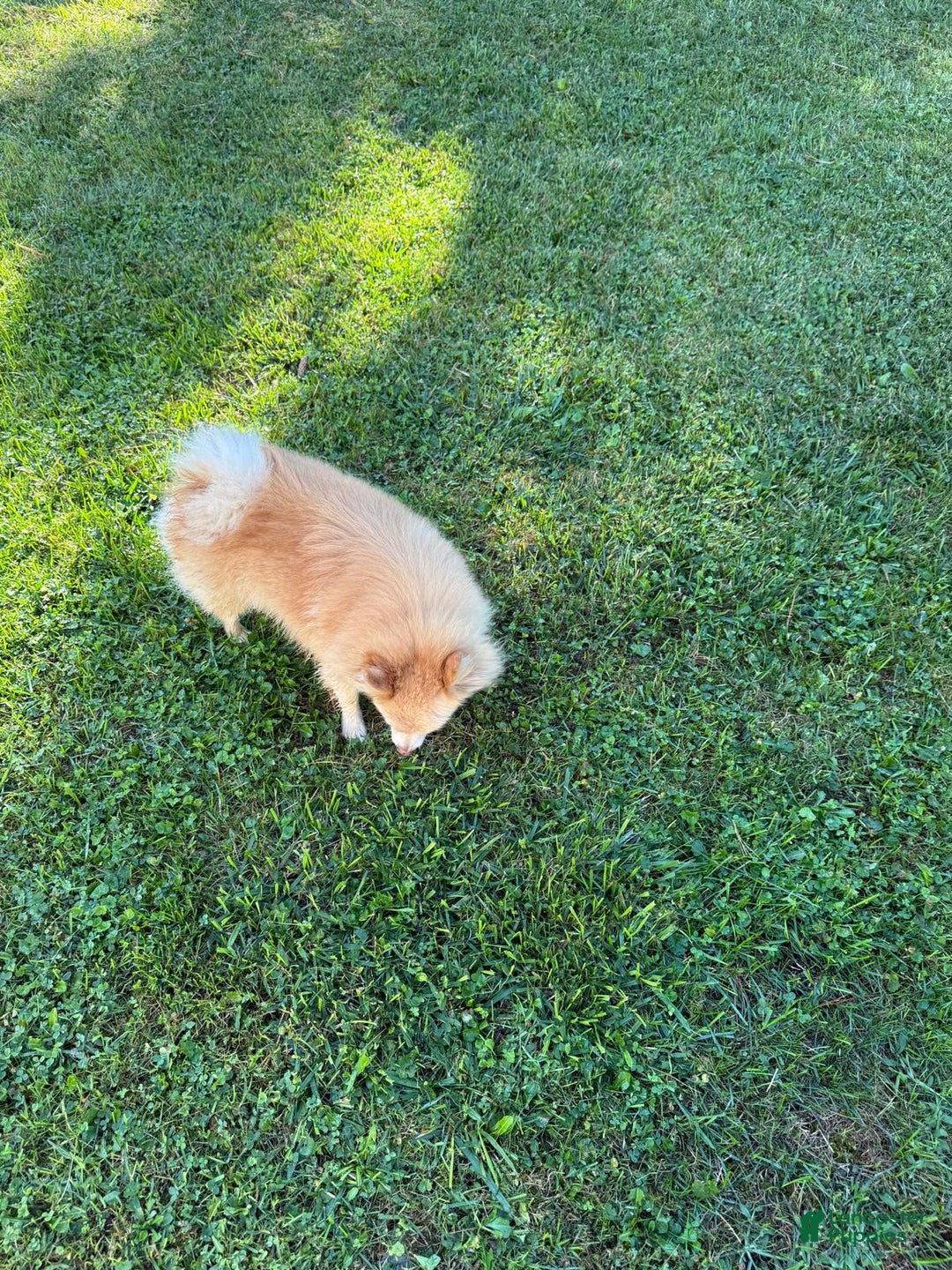 Pomeranian dogs for sale: Pomeranian Puppy 1 - Ad 12
