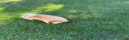Pomeranian dogs for sale: Pomeranian Puppy 1 - Ad 12
