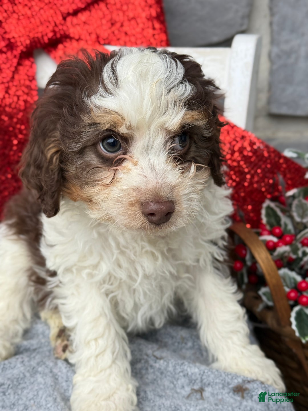 Cavapoo dogs for sale: Arlo - Ad 13