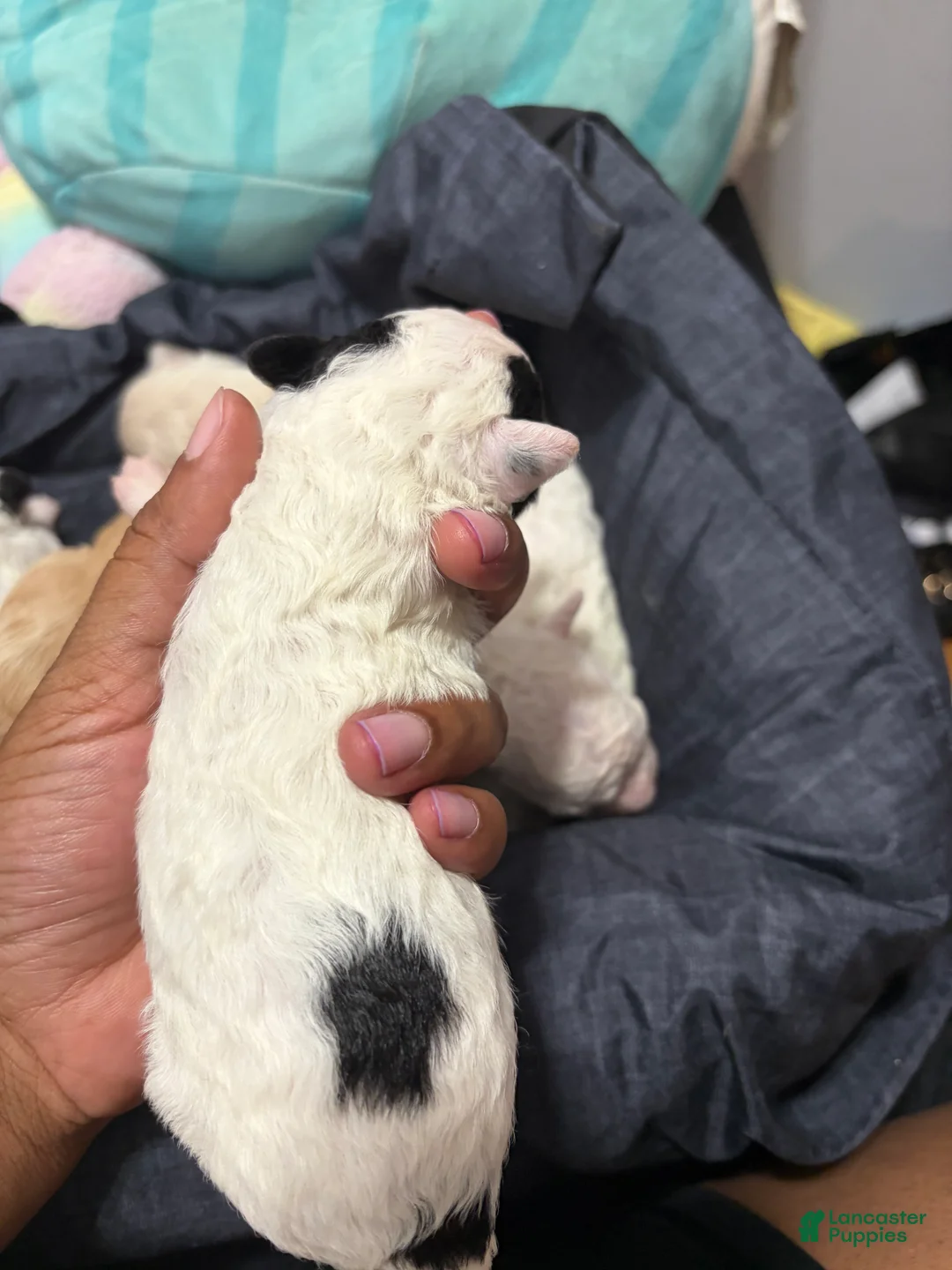 Mixed Breed dogs for sale: Mixed Breed 4 - Ad 2