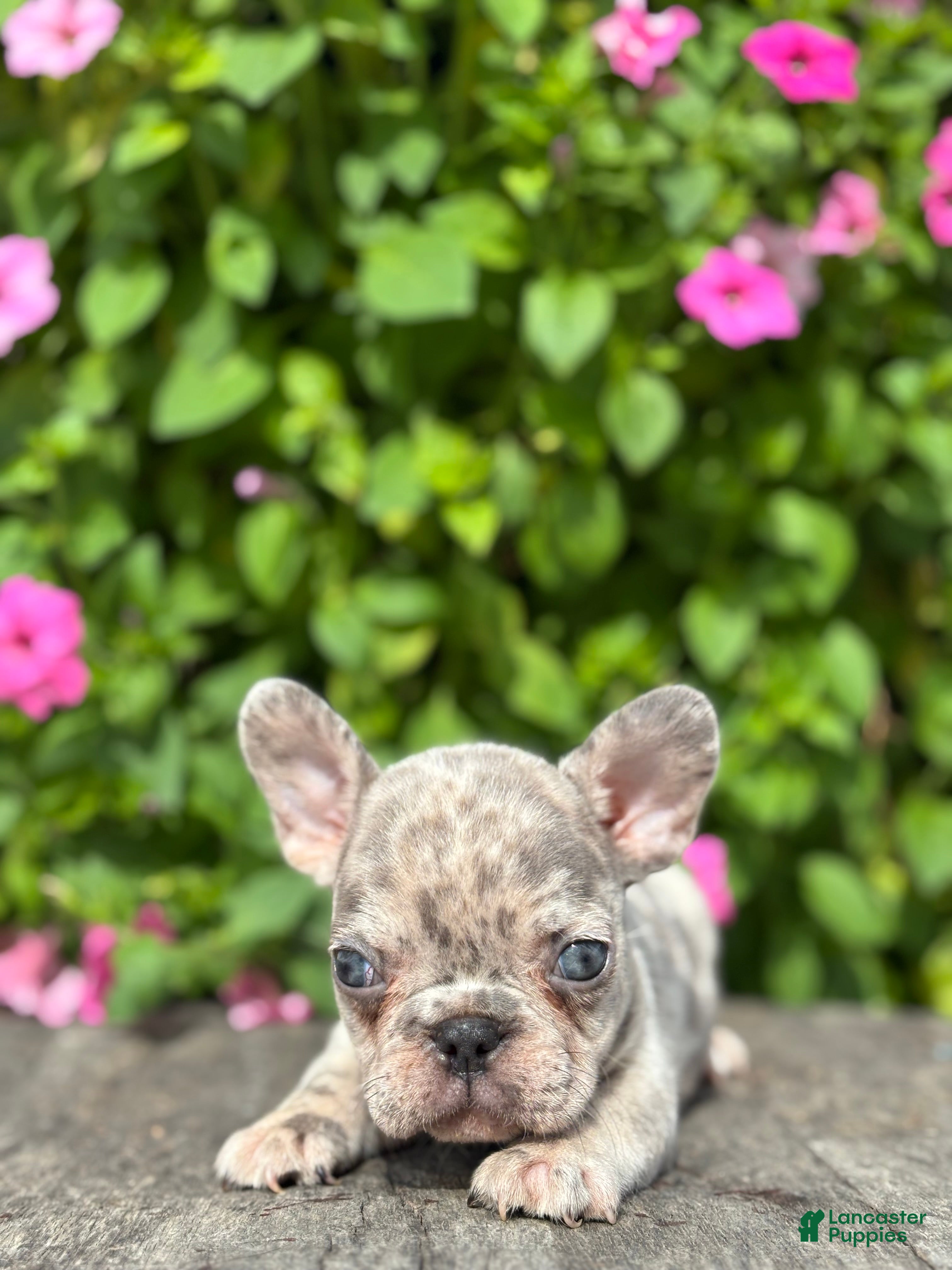 French Bulldog dogs Sean - Ad 1