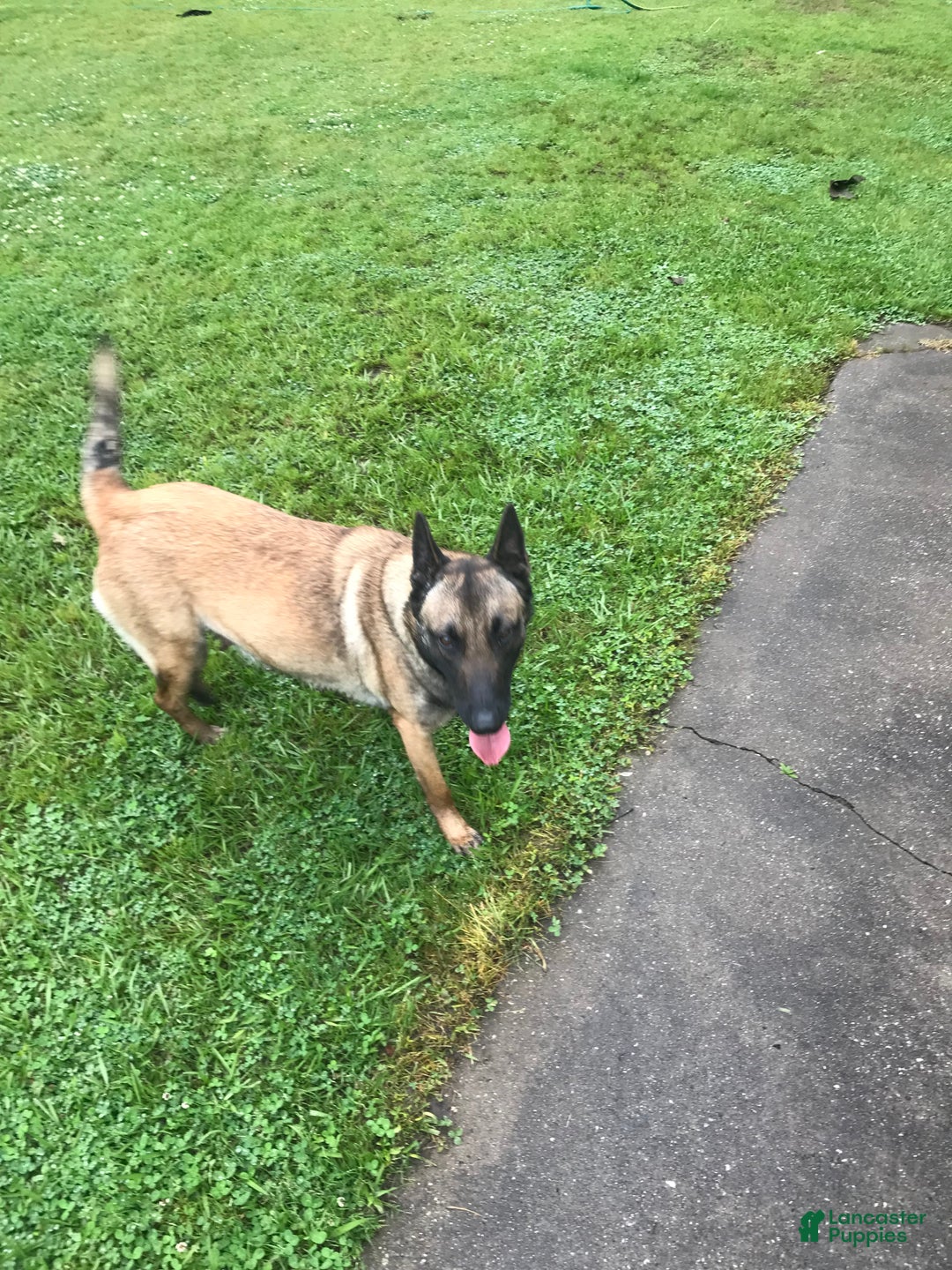 Belgian Malinois dogs for sale: Roxie - Ad 2