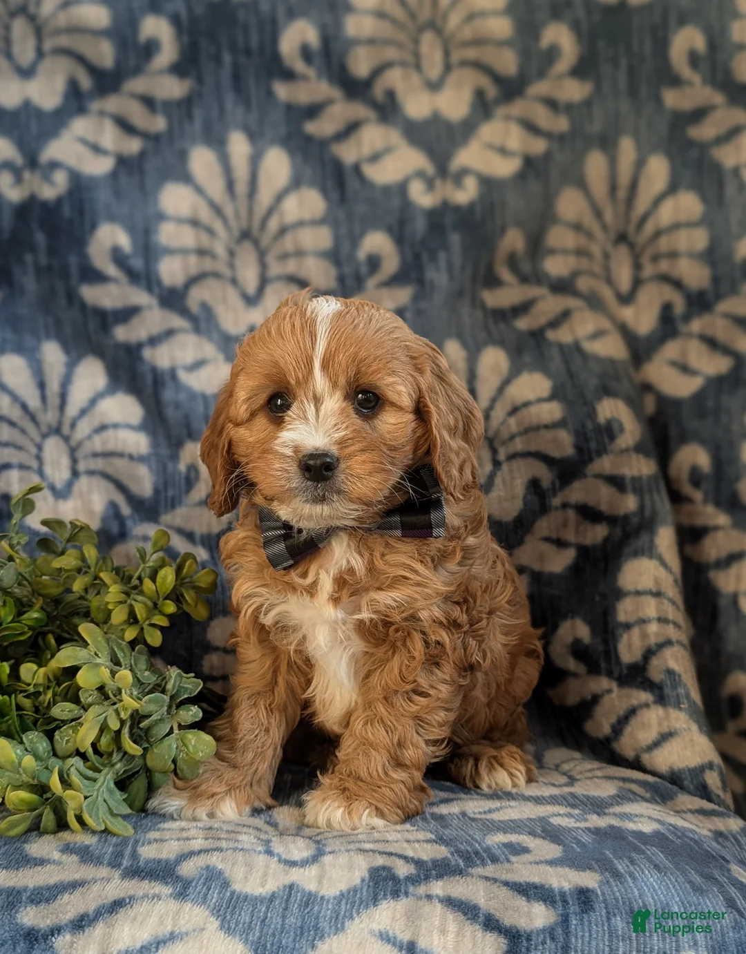 Cavapoo dogs for sale: Keene - Ad 2