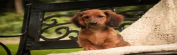 Miniature Dachshund dogs for sale: Annie Miniature Dachshund  - Ad 5