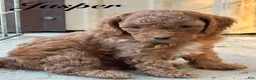 Cavapoo dogs for sale: Jasper - Ad 1