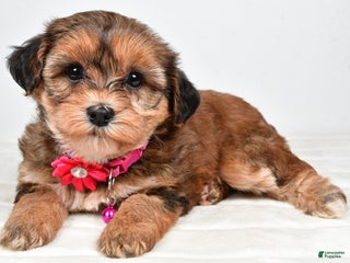 Yorkiepoo dogs Tinsley - Ad 33