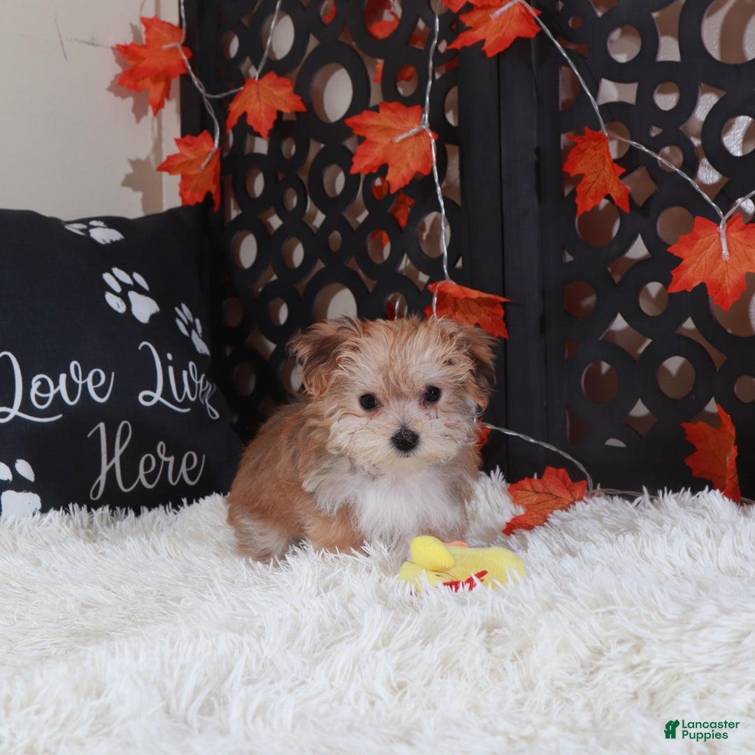 Yochon dogs for sale: Blondie - Ad 4