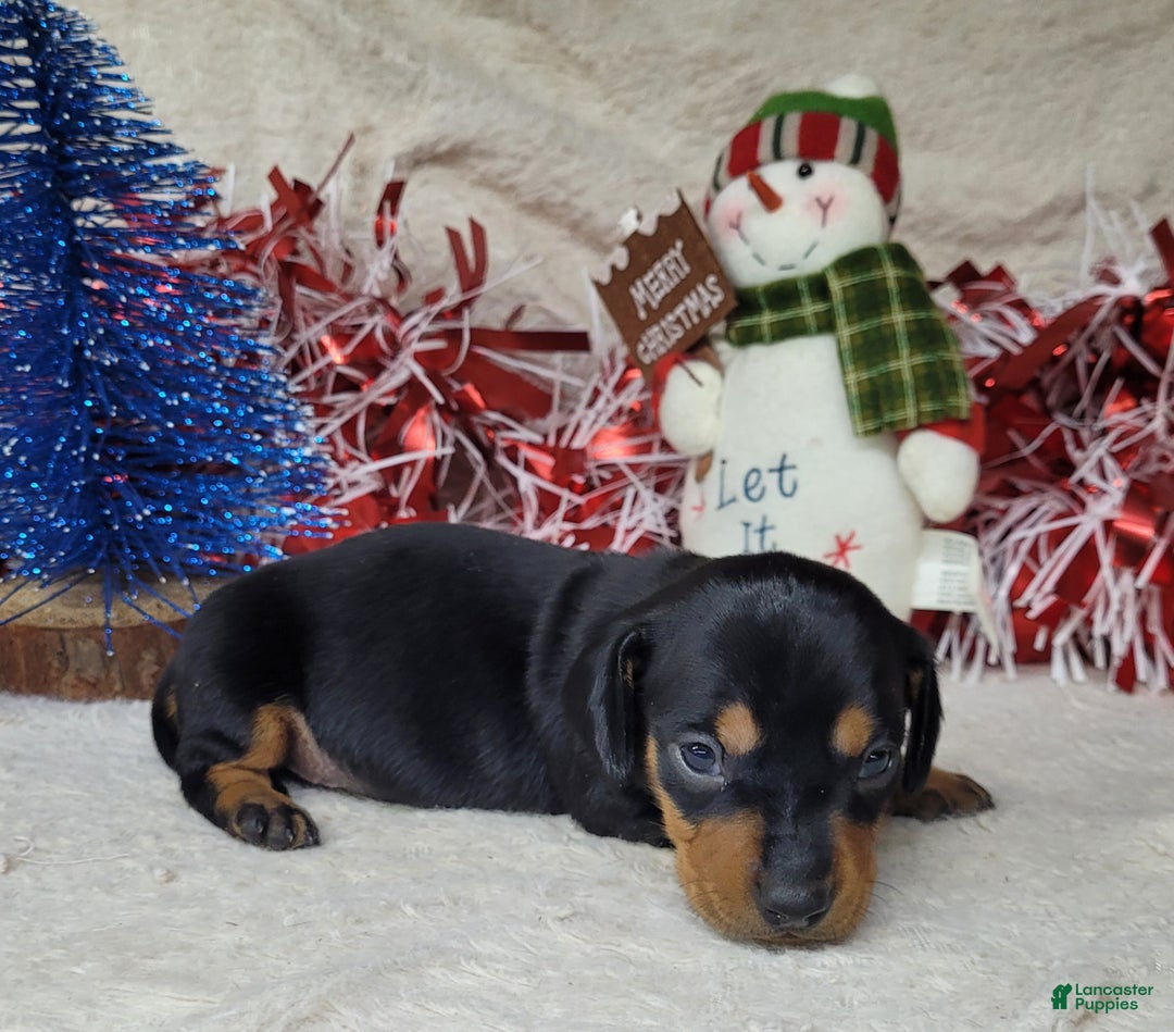 Miniature Dachshund dogs for sale: AKC Major - Ad 7