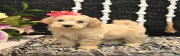 Maltipoo dogs for sale: Tootsie - Ad 5