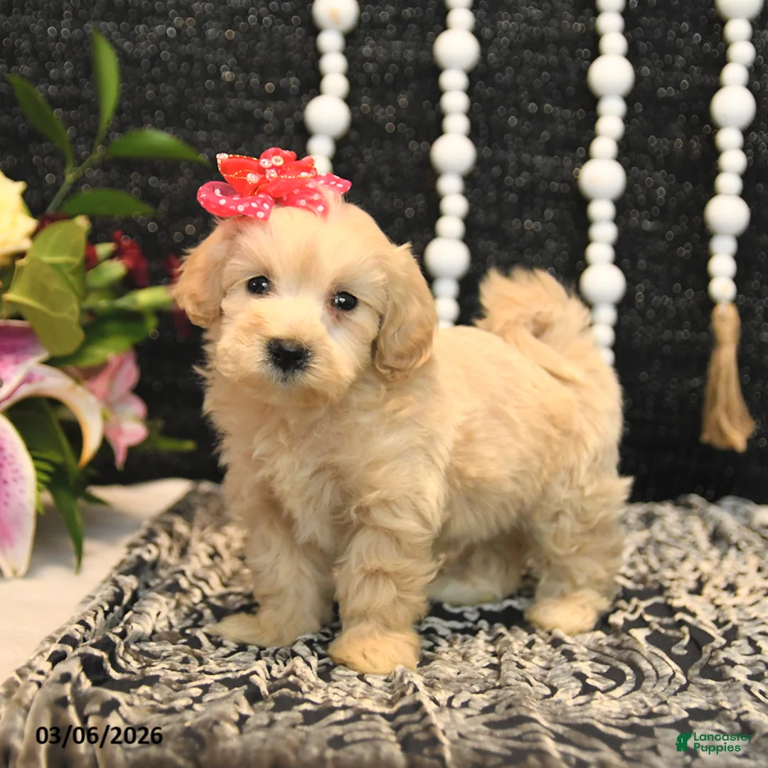Maltipoo dogs for sale: Tootsie - Ad 5
