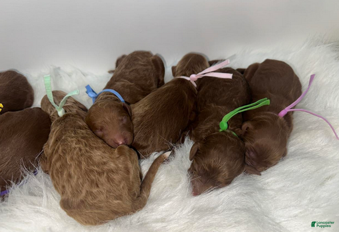 Goldendoodle dogs for sale: Girl 9 - Ad 3