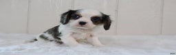 Cavalier King Charles Spaniel dogs for sale: Rosco - Ad 3